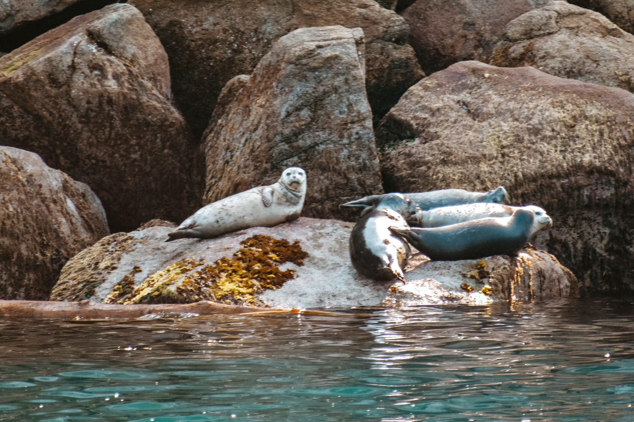 The Ultimate Guide To Kenai Fjords National Park | The Postcard Traveler